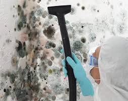 Why You Should Choose Our Mold Remediation Services in Boulevard Park, WA